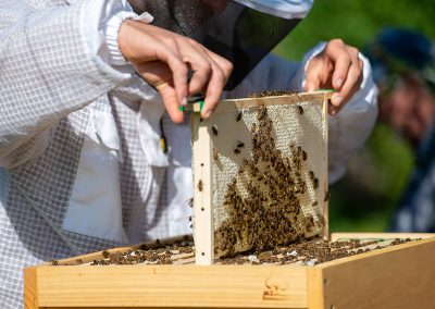 expedition-hunsrück-bienenwabe