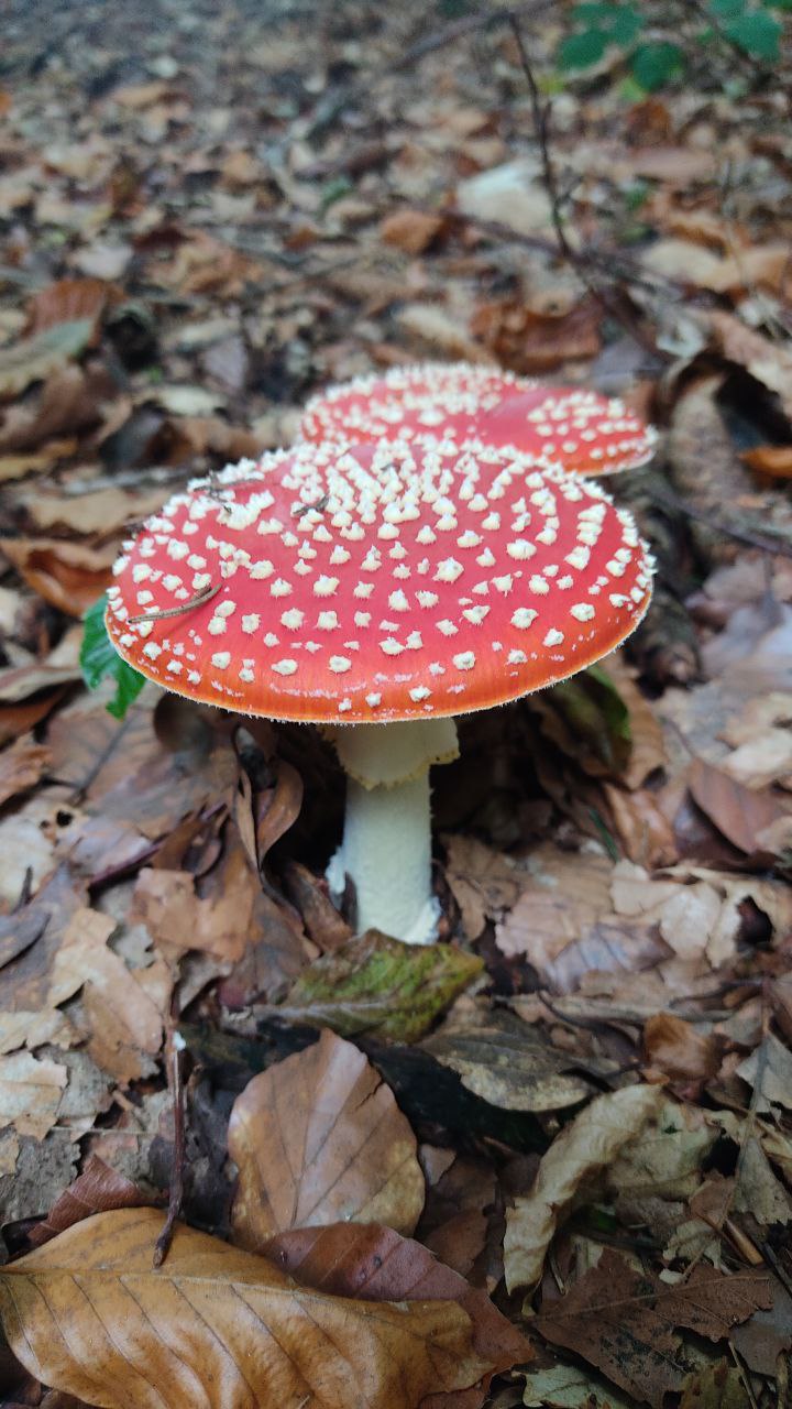 Fliegenpilz